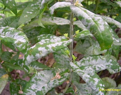 Golovinomyces_magnicellulatus var. magnicellulatus Golovinomyces magnicellatus var. magnicellatus (U. Braun 1978) V.P. Gelyuta 1988 Wirt: Phlox sp. - nicht genau bestimmte Phloxart Bildautor: Detlef Emgenbroich...